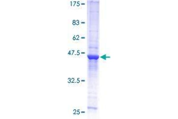 RAB31 Protein (AA 1-195) (GST tag)