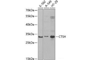 Western blot analysis of extracts of various cell lines using CTSH Polyclonal Antibody at dilution of 1:1000. (Cathepsin H antibody)