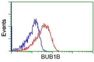 Image no. 2 for anti-Budding Uninhibited By Benzimidazoles 1 Homolog beta (Yeast) (BUB1B) antibody (ABIN1496997) (BUB1B antibody)