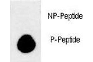 Dot blot analysis of phospho-LC3B antibody. (LC3B antibody  (pThr93, pTyr99))