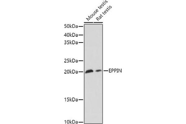 Eppin antibody  (AA 22-133)