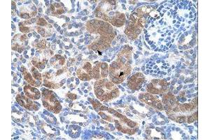 Image no. 1 for anti-CD36 (CD36) (N-Term) antibody (ABIN6738418) (CD36 antibody  (N-Term))