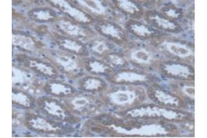 IHC-P analysis of Human Kidney Tissue, with DAB staining. (POFUT1 antibody  (AA 238-388))