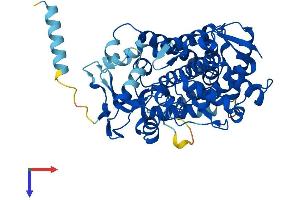 Cytochrome P450, Family 2, Subfamily B, Polypeptide 10 (CYP2B10) (AA 1-500) protein (His tag)