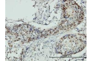 Image no. 1 for anti-RNA Guanine-7 Methyltransferase (RNMT) (AA 1-477) antibody (ABIN599057) (RNMT antibody  (AA 1-477))