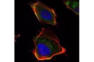 Immunofluorescence analysis of U251 cells using HAS1 antibody (green). (HAS1 antibody)