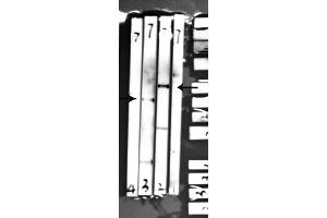 LIM Domain Kinase 1 antibody  (pThr508)