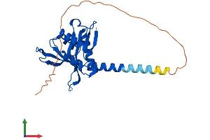 AlphaFold protein structure predicition of Mouse Recombinant Naa10 Protein, UniprotID Q9QY36 (NAA10 Protein (AA 1-235) (His tag))