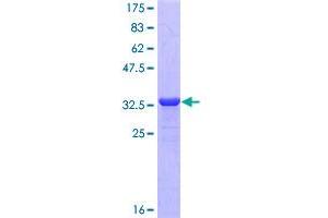 Image no. 1 for Neuropeptide Y (NPY) (AA 29-97) protein (GST tag) (ABIN1312910) (NPY Protein (AA 29-97) (GST tag))