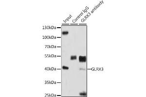 Immunoprecipitation analysis of 200 μg extracts of HeLa cells, using 3 μg GLRX3 antibody (ABIN6129752, ABIN6141153, ABIN6141155 and ABIN6221599).