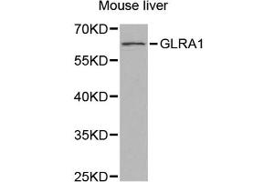 Western blot analysis of extracts of mouse liver, using GLRA1 antibody (ABIN5971519) at 1/1000 dilution. (GLRA1 antibody)