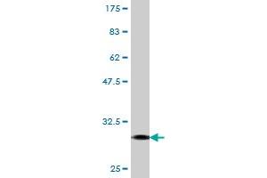 Western Blot detection against Immunogen (30. (FPR2 antibody  (AA 163-205))