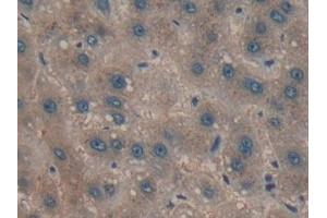Immunohistochemistry (IHC) image for anti-Peptidylprolyl Isomerase D (PPID) (AA 7-206) antibody (ABIN7440194)