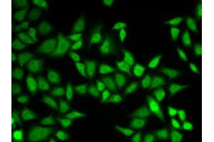 Immunofluorescence (IF) image for anti-Centrin, EF-Hand Protein, 2 (CETN2) antibody (ABIN1876585) (CETN2 antibody)