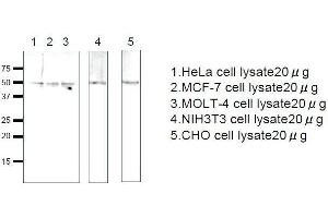 GTR2 antibody  (full length)