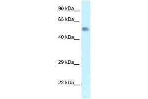 Western Blot showing Zfp472 antibody used at a concentration of 1. (Zfp472 antibody  (N-Term))