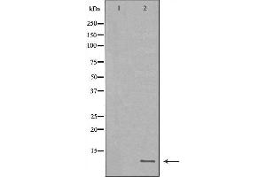 Western blot analysis of extracts of MB435, using HAMP antibody. (Hepcidin antibody  (Internal Region))