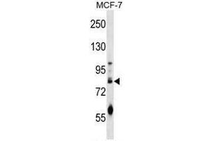 ACRC Antibody (C-term) western blot analysis in MCF-7 cell line lysates (35 µg/lane). (ACRC antibody  (C-Term))