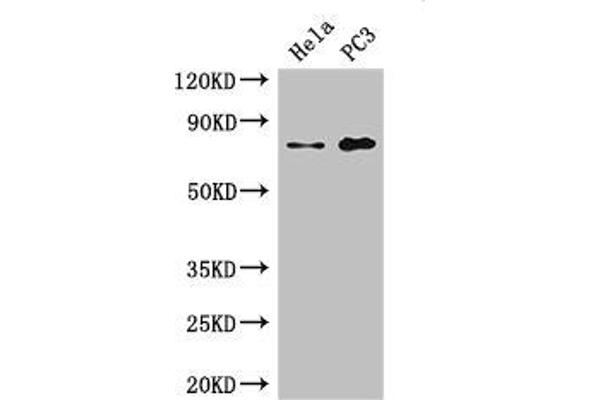 STRBP anticorps  (AA 201-500)