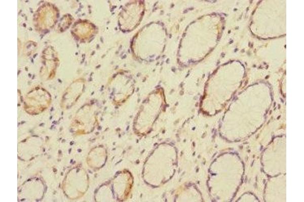 CEACAM4 antibody  (AA 36-155)