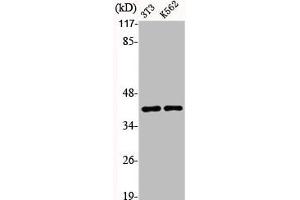 Western Blot analysis of NIH-3T3 K562 cells using Aldolase A Polyclonal Antibody (ALDOA antibody  (N-Term))