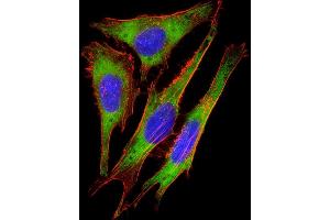 Immunofluorescent analysis of 4 % paraformaldehyde-fixed, 0. (RPS10 antibody  (AA 96-129))