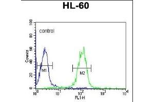 GZMB Antibody (C-term) (ABIN390496 and ABIN2840855) flow cytometric analysis of HL-60 cells (right histogram) compared to a negative control cell (left histogram). (GZMB antibody  (C-Term))