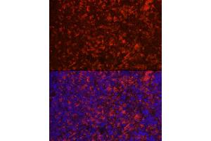 Immunofluorescence analysis of rat spleen using CD4 Rabbit pAb (ABIN6134777, ABIN6138187, ABIN6138189 and ABIN6213821) at dilution of 1:100 (40x lens). (CD4 antibody  (AA 300-400))