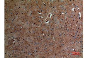 Immunohistochemistry (IHC) analysis of paraffin-embedded Mouse Brain, antibody was diluted at 1:100. (ALDOC antibody  (N-Term))
