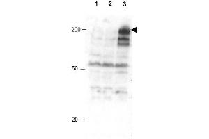 Image no. 1 for anti-Anaphase Promoting Complex Subunit 1 (ANAPC1) (AA 351-359), (pSer355) antibody (ABIN401294) (APC1 antibody  (pSer355))