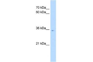 WB Suggested Anti-POU6F1 Antibody Titration:  0.