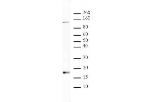 Histone H3 acetyl Lys56 antibody tested by Western blot. (Histone 3 antibody  (H3K56ac))
