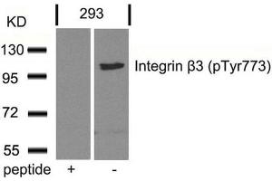 Western blot analysis of extracts from 293 cells using Integrin b3(Phospho-Tyr773) Antibody and the same antibody preincubated with blocking peptide.