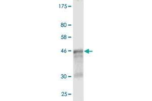 Western Blot detection against Immunogen (50. (WISP2 antibody  (AA 24-250))