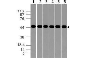 Image no. 1 for anti-Aurora Kinase A (AURKA) (AA 55-250) antibody (ABIN5027048) (Aurora A antibody  (AA 55-250))