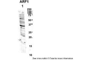 Sample Type: 1. (ARF1 antibody  (Middle Region))