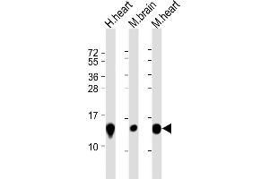 Western Blotting (WB) image for anti-NADH Dehydrogenase (Ubiquinone) 1 beta Subcomplex, 3, 12kDa (NDUFB3) (AA 13-45) antibody (ABIN6243904)