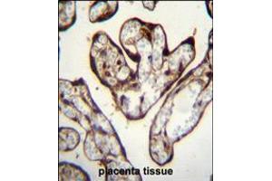 PYGO1 Antibody immunohistochemistry analysis in formalin fixed and paraffin embedded human placenta tissue followed by peroxidase conjugation of the secondary antibody and DAB staining.
