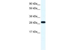 WB Suggested Anti-ANXA4 Antibody Titration:  1. (Annexin IV antibody  (N-Term))