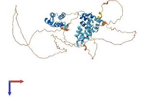 Chromosome 1 Open Reading Frame 87 (C1orf87) (AA 1-546) protein (His tag)