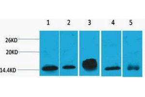 Western Blotting (WB) image for anti-Histone H2B antibody (ABIN3178715) (Histone H2B antibody)