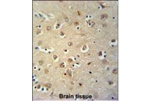 MEIS2 Antibody (Center ) (ABIN651709 and ABIN2840369) immunohistochemistry analysis in formalin fixed and paraffin embedded human brain tissue followed by peroxidase conjugation of the secondary antibody and DAB staining. (MEIS2 antibody  (AA 254-280))