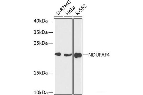 NDUFAF4 antibody