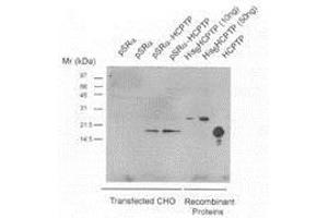 CHO cells were transfected with either Vector (pSRa) or expression vector driving expression of HCPTPA (pSRa-LMWPTP), and harvested in Triton X-100 lysis buffer at 72 h after transfection. (ACP1 antibody)