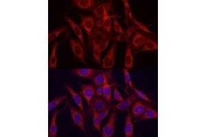 Immunofluorescence analysis of NIH/3T3 cells using VEGFA Rabbit pAb (ABIN6133961, ABIN6150085, ABIN6150087 and ABIN6213765) at dilution of 1:150 (40x lens). (VEGFA antibody  (AA 111-161))