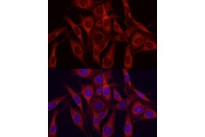 Immunofluorescence analysis of NIH/3T3 cells using VEGFA Rabbit pAb (ABIN6133961, ABIN6150085, ABIN6150087 and ABIN6213765) at dilution of 1:150 (40x lens). (VEGFA antibody  (AA 111-161))