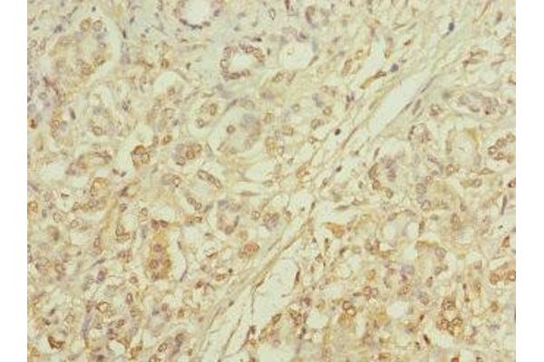 MRC2 antibody  (AA 120-300)