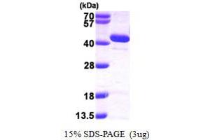 3'(2'), 5'-Bisphosphate Nucleotidase 1 (BPNT1) (AA 1-308) protein (His tag)