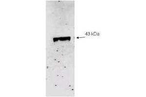 Western blot analysis using  Immunochemical's Affinity Purified anti-Neu2 antibody to detect recombinant His tagged Neu-2 (1. (NEU1 antibody  (Internal Region))