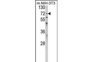 Western blot analysis of BPC1 Antibody (Center) (ABIN389462 and ABIN2839528) in NIH-3T3 cell line lysates (35 μg/lane). (PABP antibody  (AA 250-279))